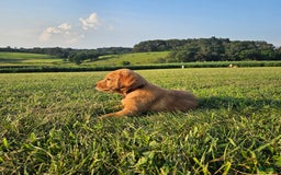 Labrador Retriever dogs for sale: Rusty - Image 4