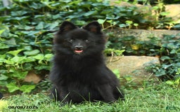 Pomeranian dogs for sale: Midnight - Image 2