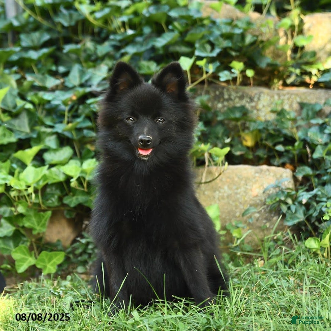 Pomeranian dogs for sale: Midnight - Image 2