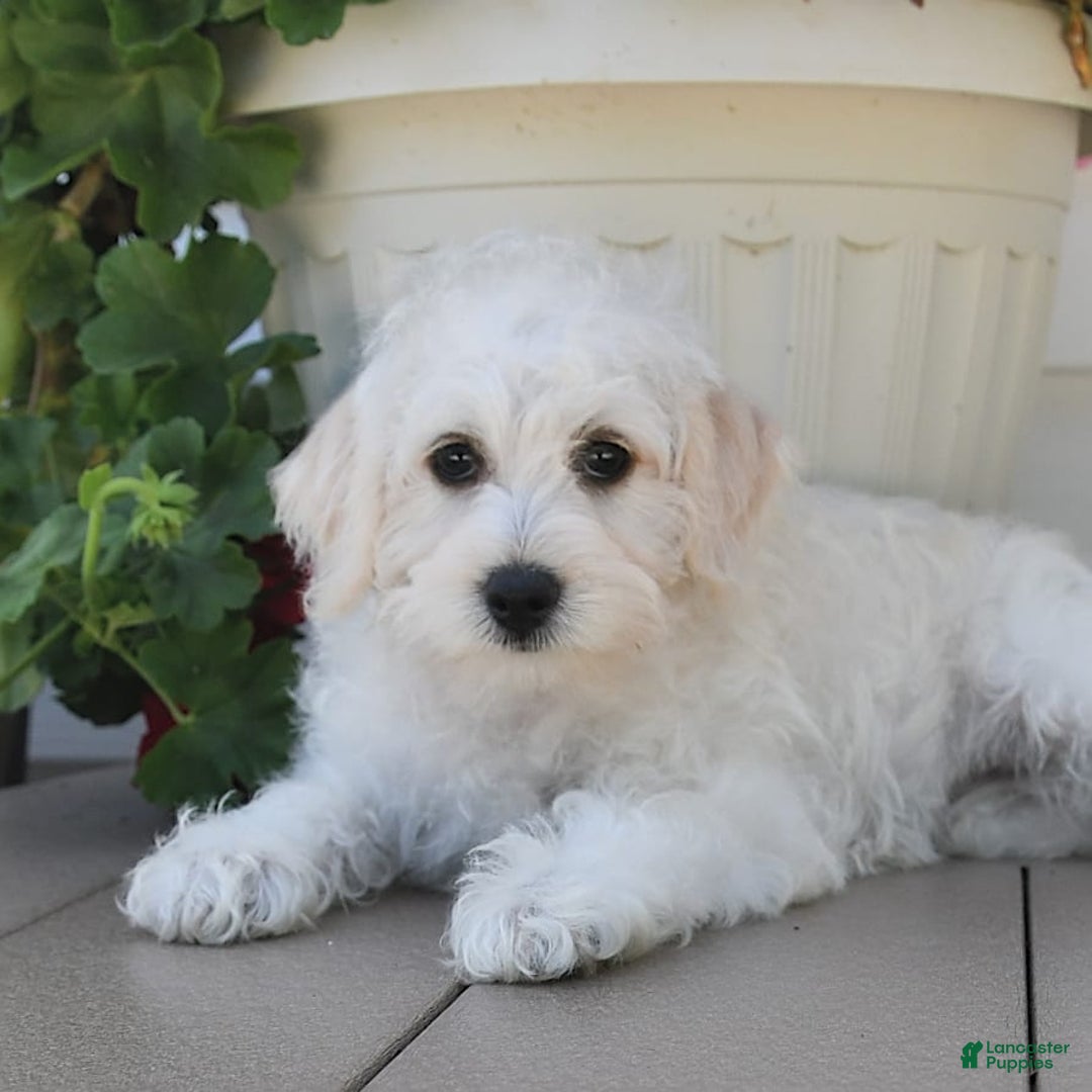 Schnoodle dogs for sale: Lily - Image 13