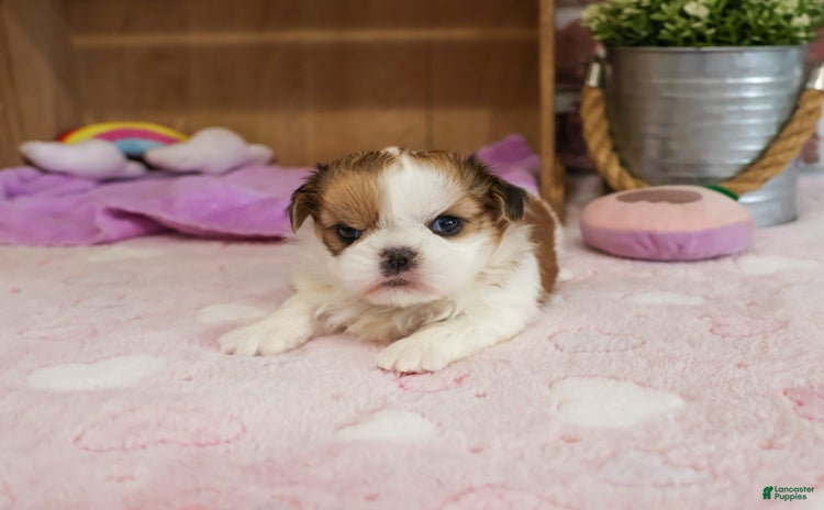 Shih Tzu dogs for sale - Ad 3