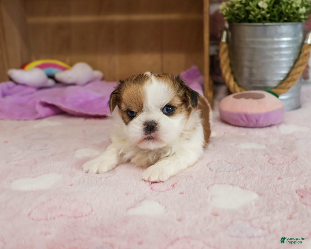 Shih Tzu dogs for sale: Masha - Image 1