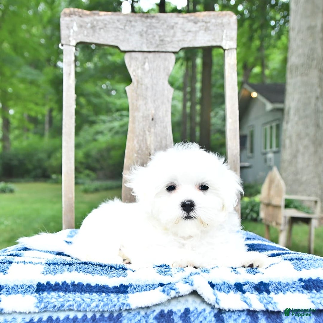 Maltese dogs for sale: Dakota - Image 4