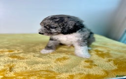 Mini Bernedoodle dogs for sale: Moon - Image 7
