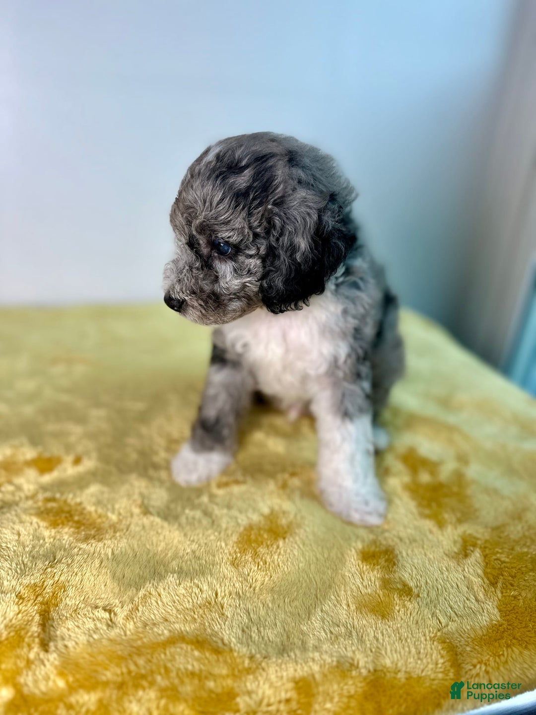 Mini Bernedoodle dogs for sale: Moon - Image 7