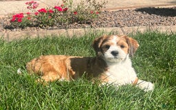 Lhasa Apso dogs for sale: Milo - Image 4