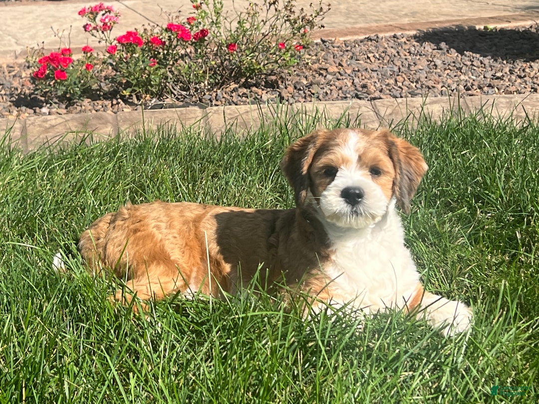 Lhasa Apso dogs for sale: Milo - Image 4