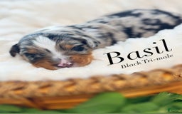 Australian Shepherd dogs for sale: Basil - Image 1