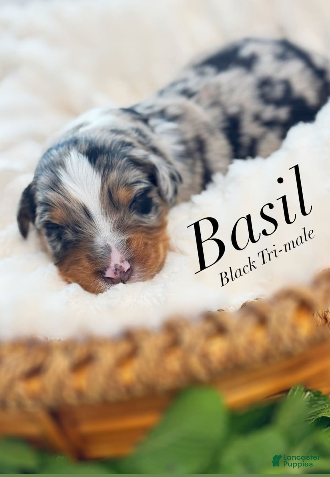 Australian Shepherd dogs for sale: Basil - Image 1