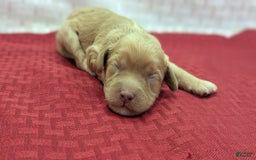 Cockapoo dogs for sale: Lydia - Image 4