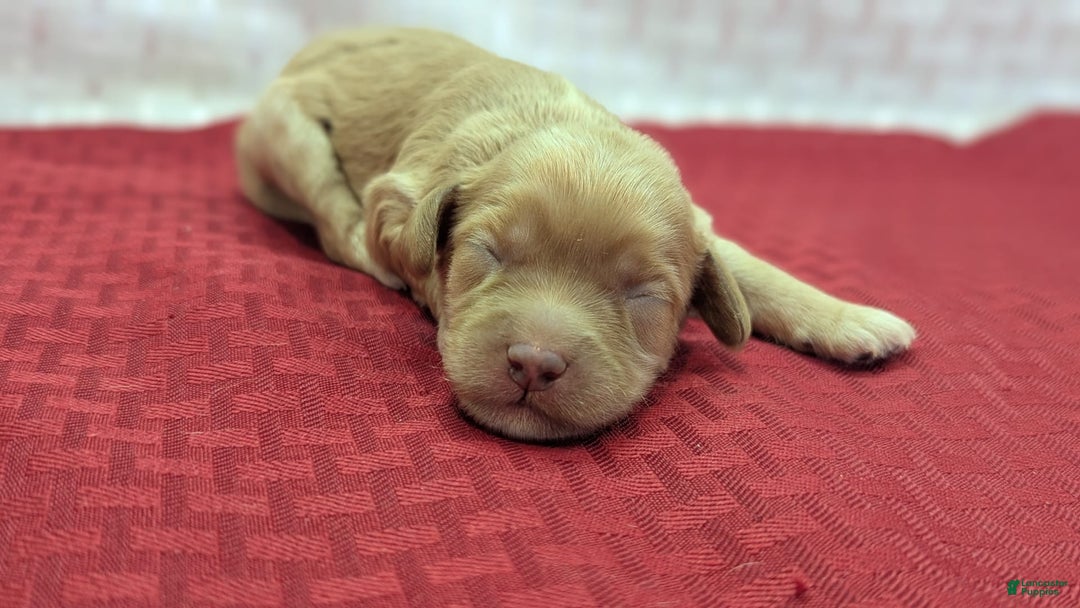 Cockapoo dogs for sale: Lydia - Image 4