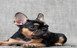 French Bulldog dogs for sale: Gretchen - Image 4