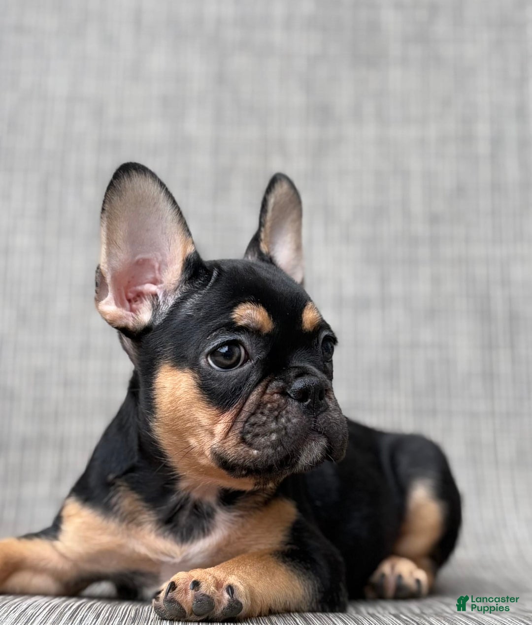 French Bulldog dogs for sale: Gretchen - Image 4