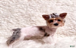 Yorkshire Terrier dogs for sale: Waldo - Image 1