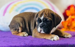 English Bulldog dogs for sale: Lance - Image 1