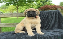 English Mastiff dogs for sale: Macey - Image 4