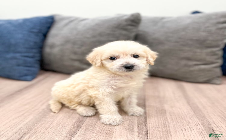 Mini Goldendoodle dogs for sale - Ad 1