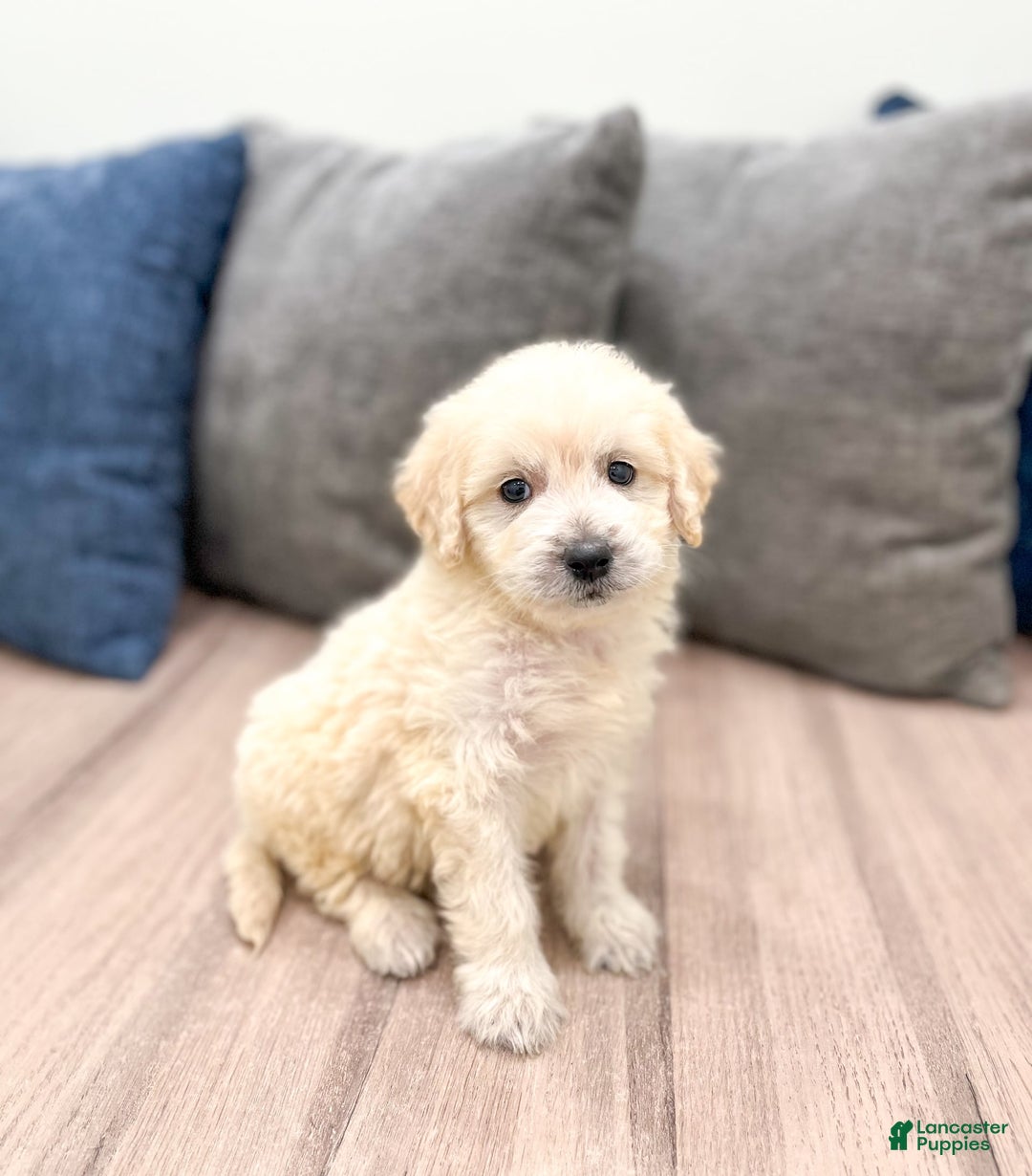 Mini Goldendoodle dogs for sale: Baxter - Image 2