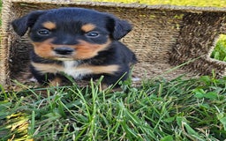 Bernese Mountain Dog dogs for sale: Bernese Mountain Dog 8 puppies - Image 21