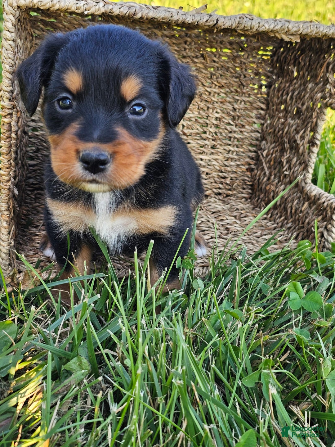 Bernese Mountain Dog dogs for sale: Bernese Mountain Dog 8 puppies - Image 21