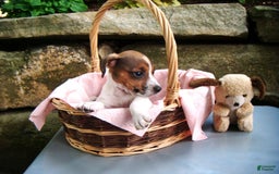 Jack Russell Terrier dogs for sale: Splotches - Image 7