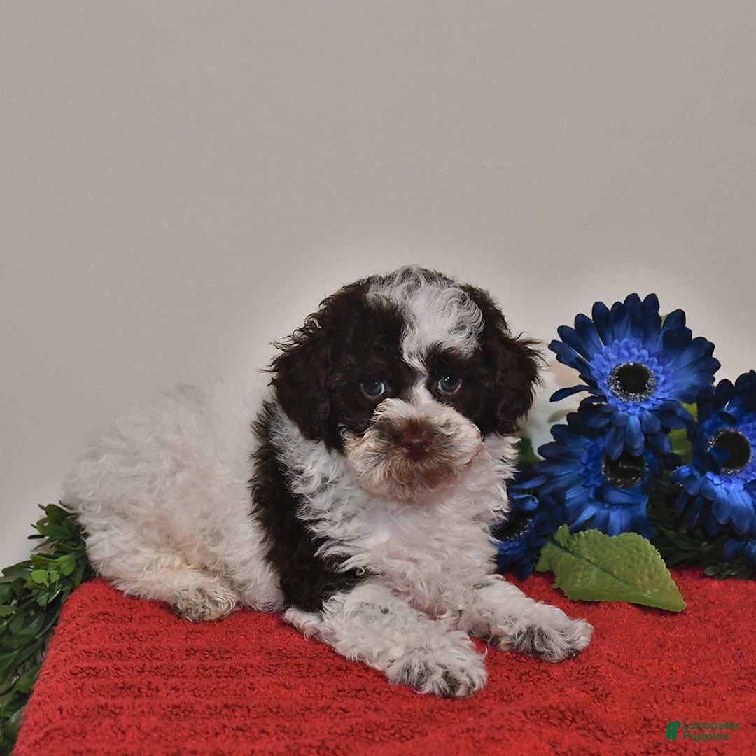 Miniature Poodle dogs for sale: Duke - Image 5
