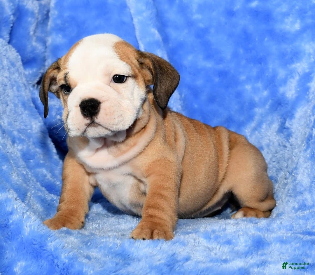 Beabull dogs for sale: Crystal - Image 9