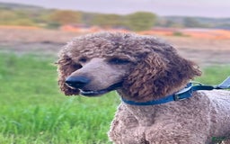 Goldendoodle dogs for sale: Andy - Image 7