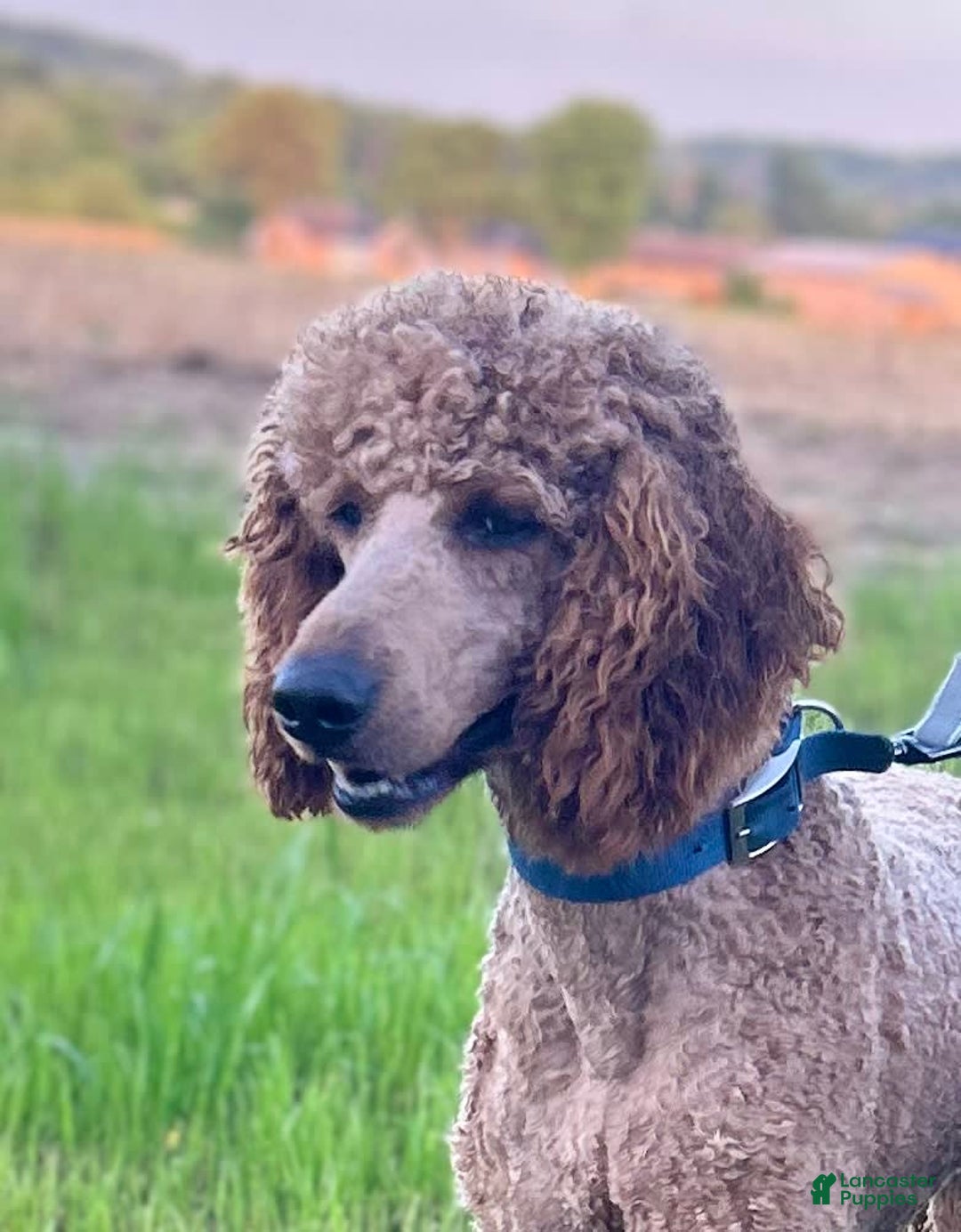 Goldendoodle dogs for sale: Andy - Image 7