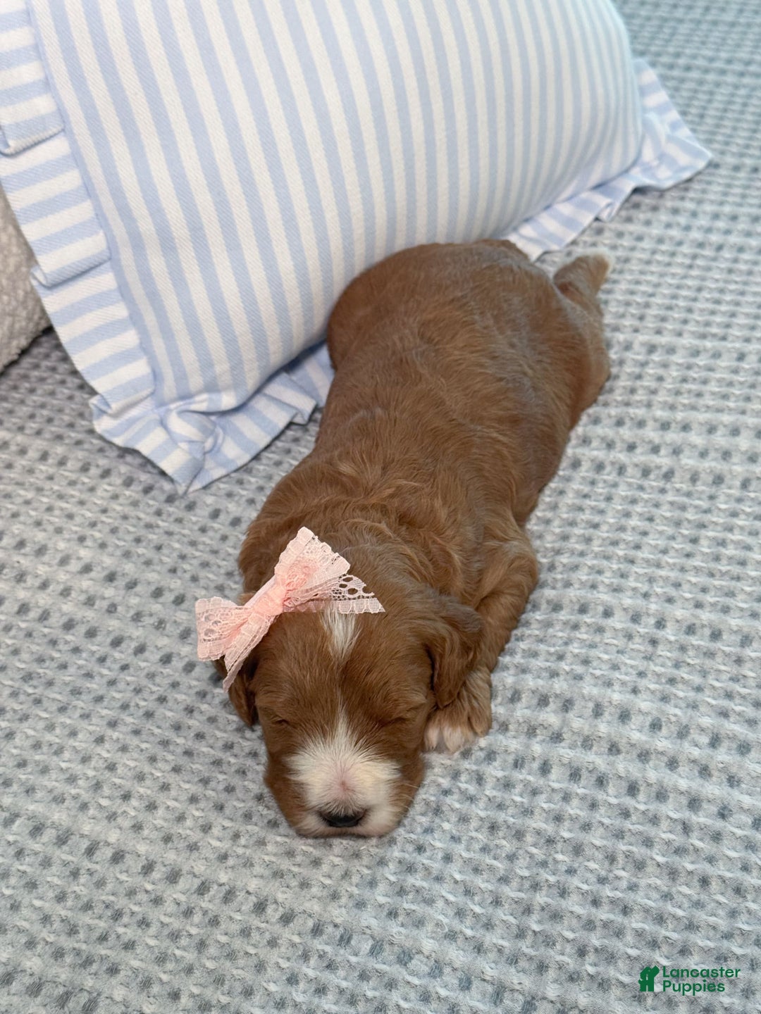 Goldendoodle dogs for sale: Charlotte - Image 20