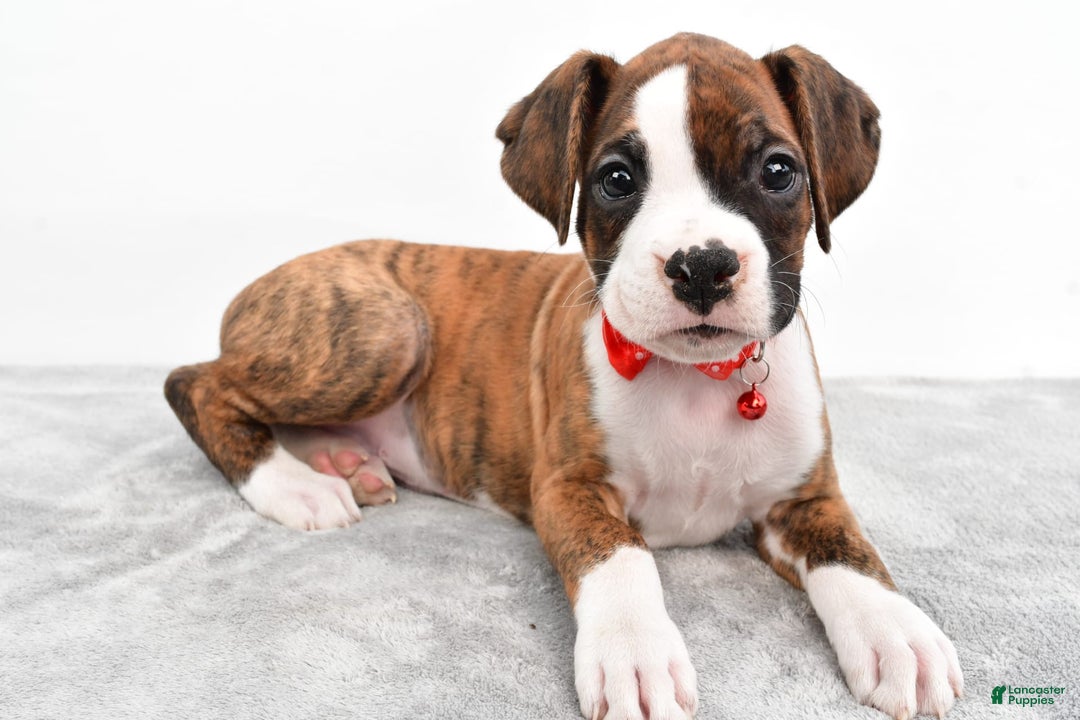 Boxer dogs for sale: Ripley - Image 5