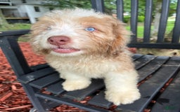 Mini Aussiedoodle dogs for sale: Sunny - Image 30