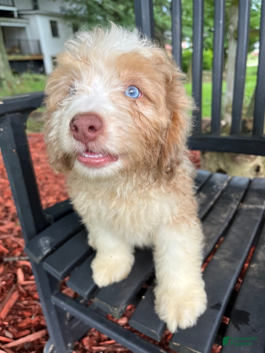 Mini Aussiedoodle dogs for sale: Sunny - Image 30