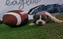 American Bully dogs for sale: Nova - Image 5