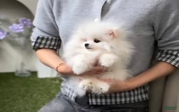 Pomeranian dogs for sale: Teodoro - Image 2