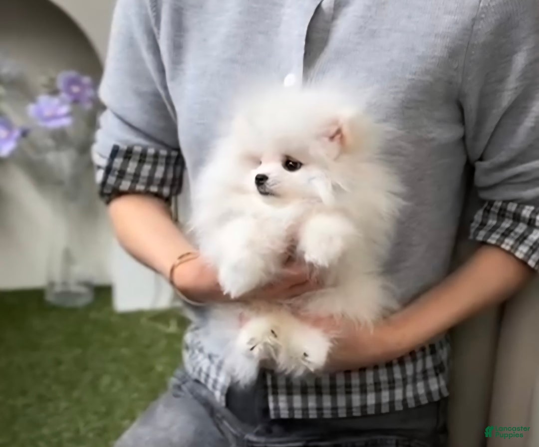 Pomeranian dogs for sale: Teodoro - Image 2