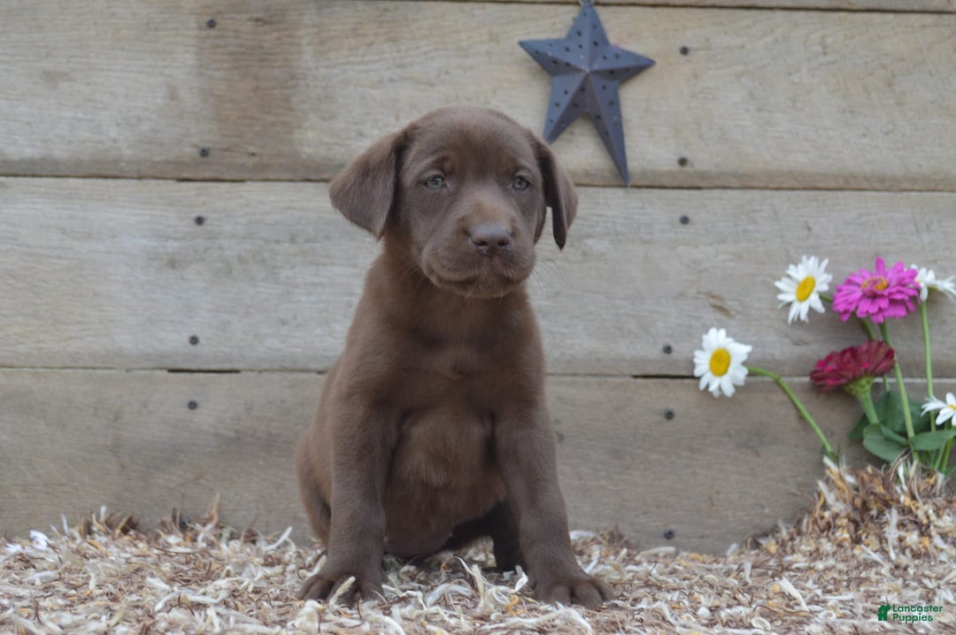 Labrador Retriever dogs for sale: Kate - Image 2