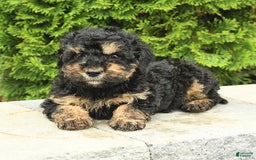 Miniature Poodle dogs for sale: Oscar - Image 13