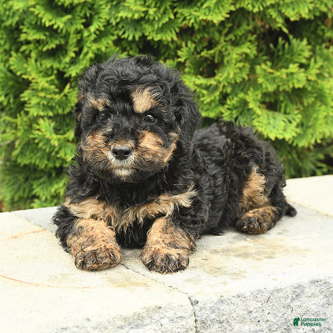 Miniature Poodle dogs for sale: Oscar - Image 13