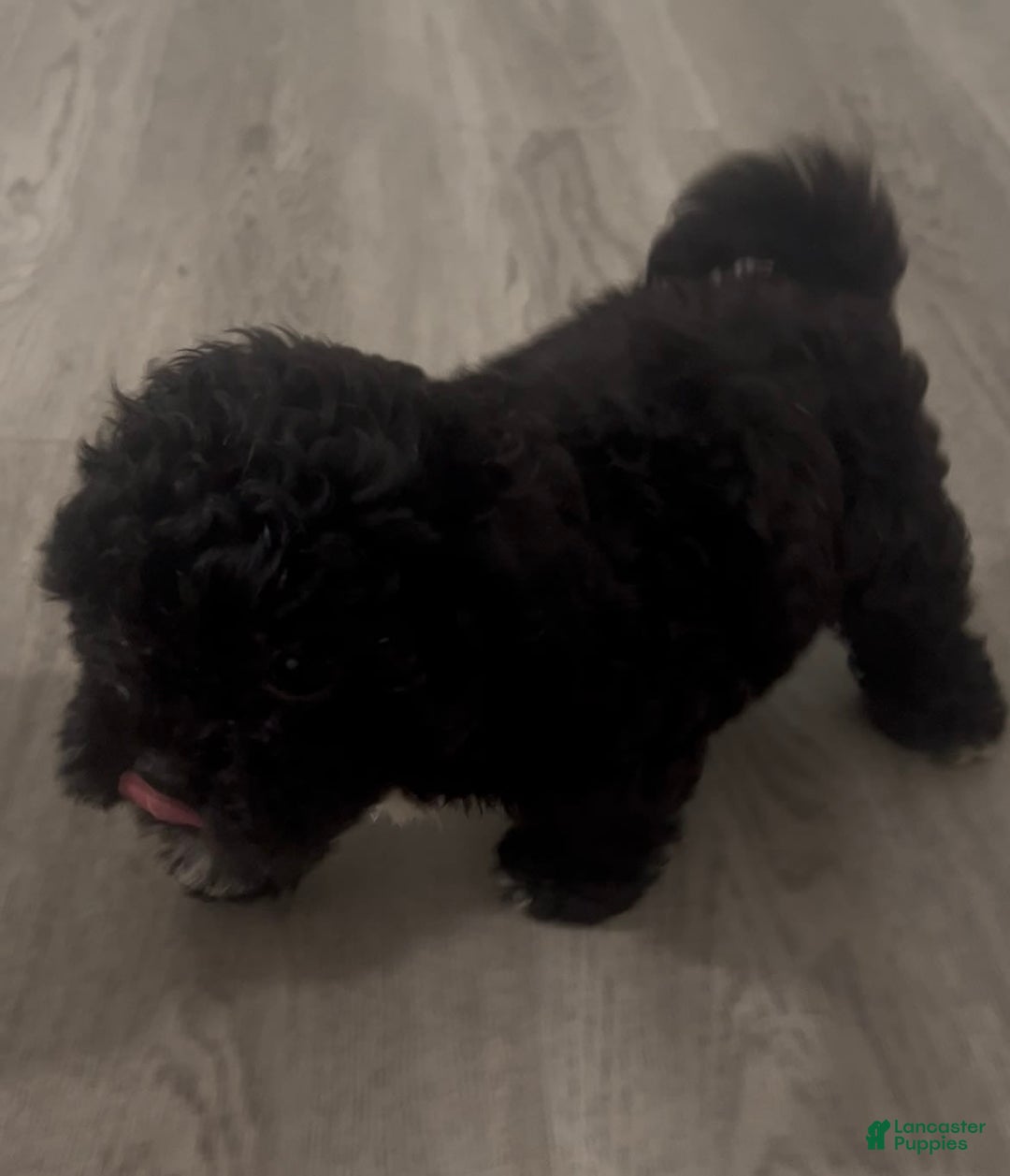Shihpoo dogs for sale: Juno - Image 2