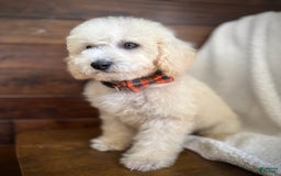 Miniature Poodle dogs for sale: Pico - Image 4