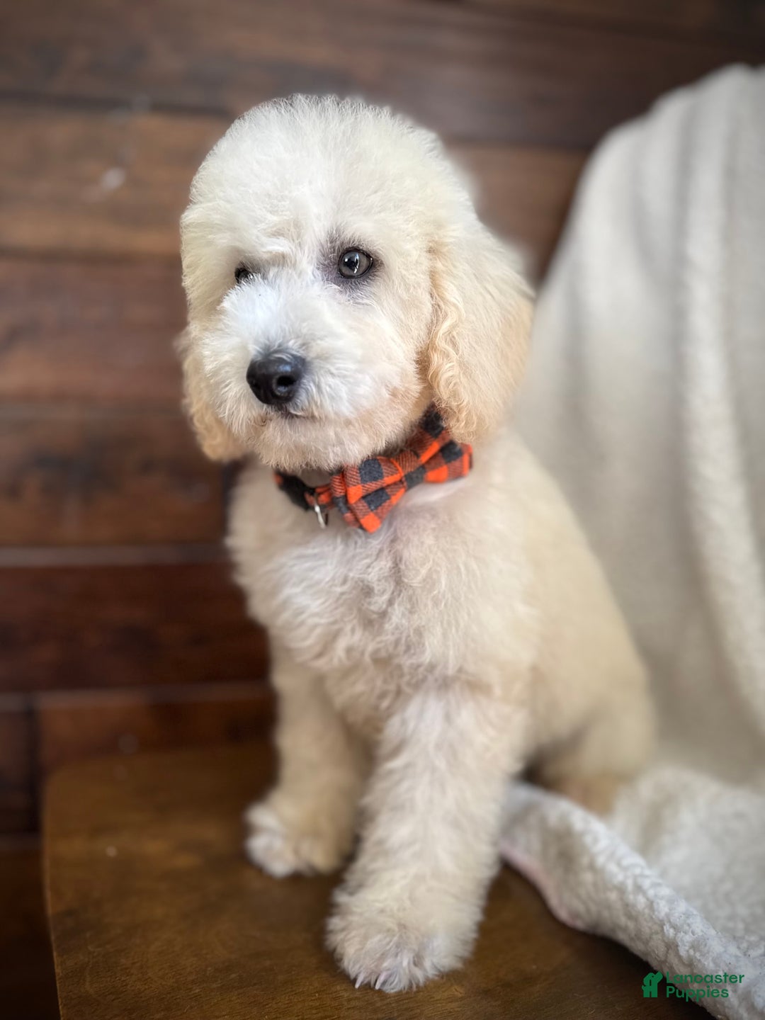 Miniature Poodle dogs for sale: Pico - Image 4