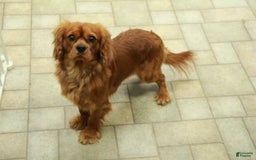 Cavalier King Charles Spaniel dogs for sale: Harley - Image 12