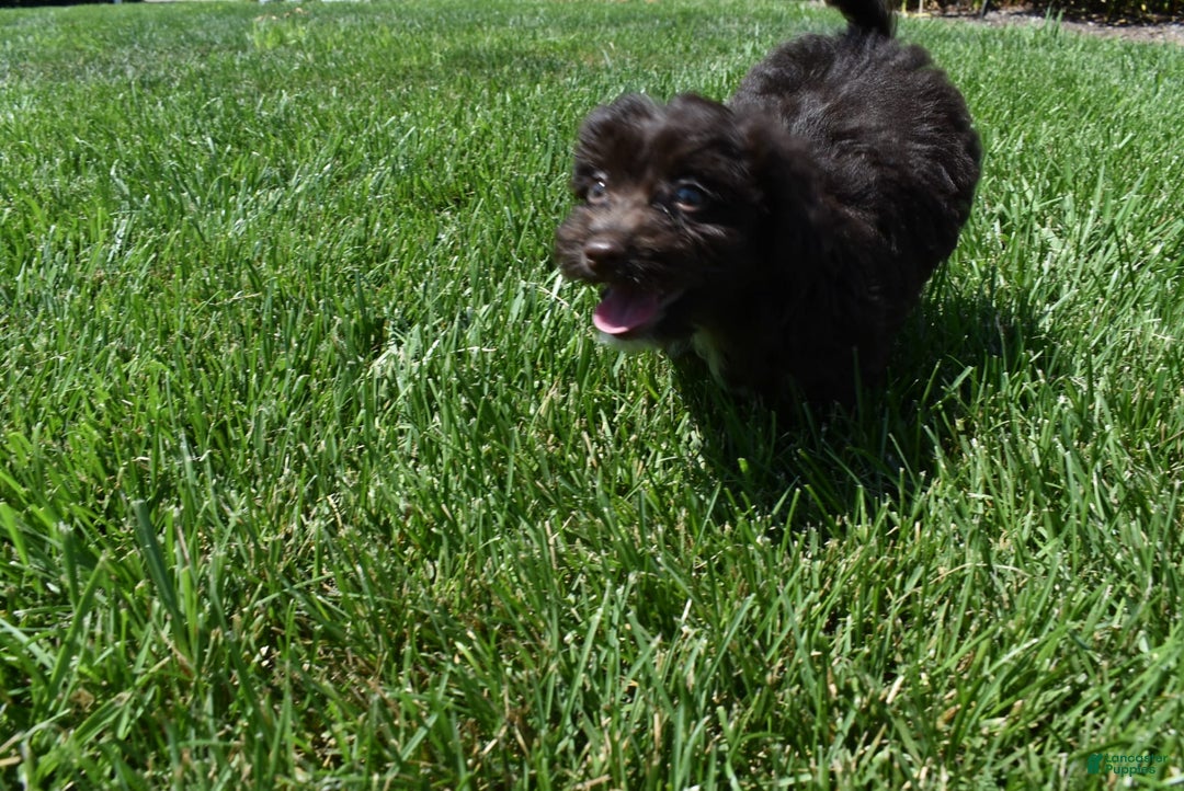 Havapoo dogs for sale: Annie - Image 11