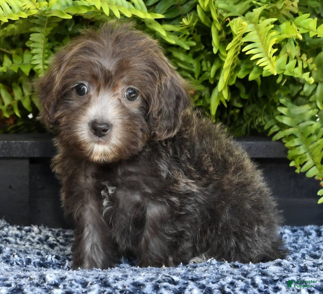 Havapoo dogs for sale: Mayor - Image 9