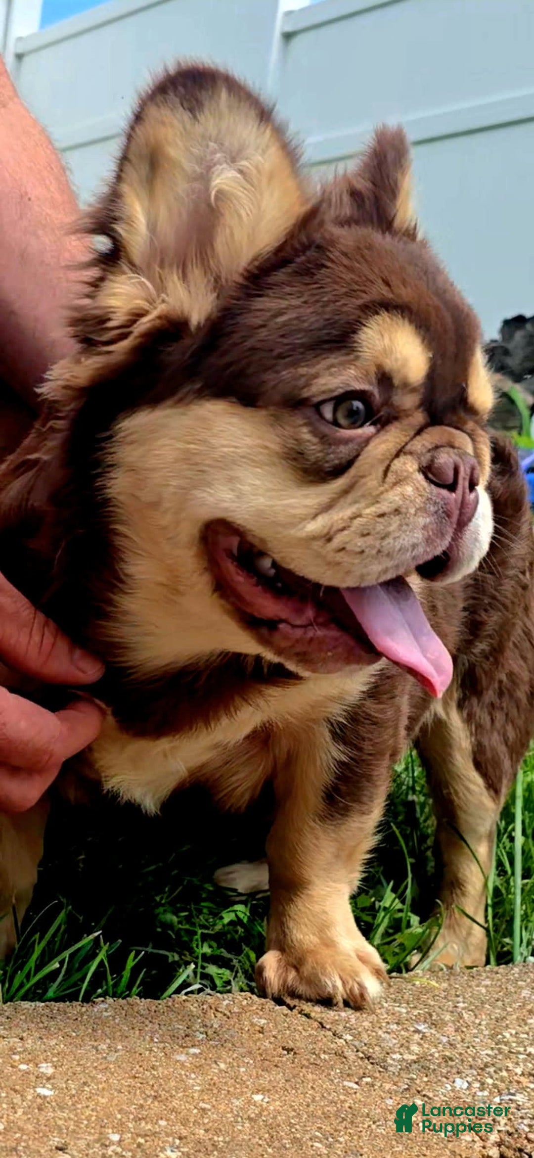 French Bulldog dogs for sale: Stunner - Image 6