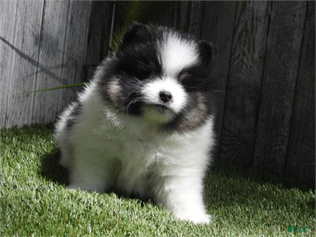Pomeranian dogs for sale: Kimberly - Image 1