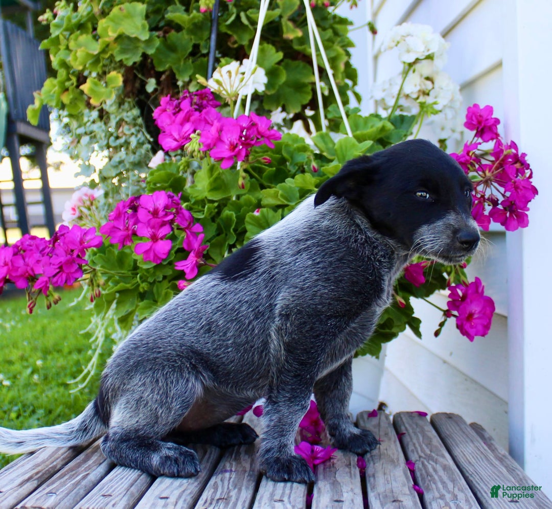 Australian Cattle Dog dogs for sale: Brenda - Image 1