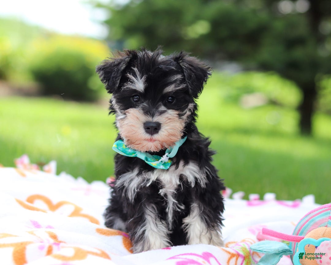Miniature Schnauzer dogs for sale: Denver - Image 1