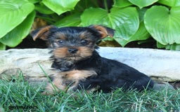 Yorkshire Terrier dogs for sale: Teddy - Image 2